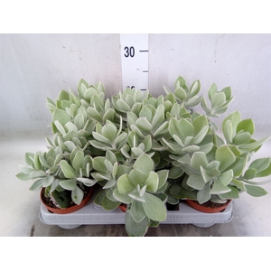 Senecio   ...