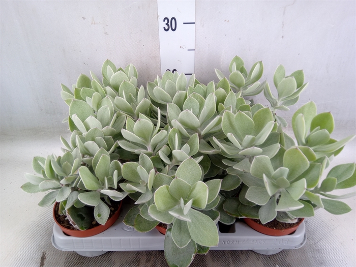 <h4>Senecio   ...</h4>