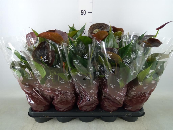 <h4>Anthurium andr. 'Chelsey Chocolate'</h4>