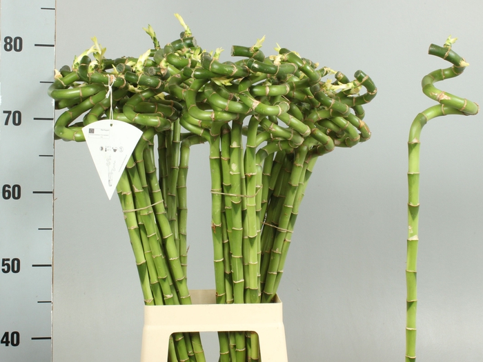 <h4>DRAC LUCKY BAMBOO</h4>