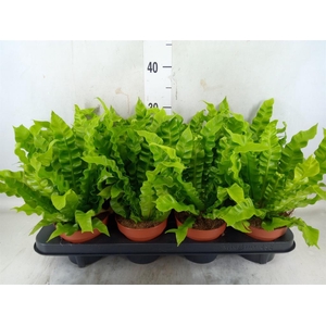 Asplenium nidus 'Crispy Wave'