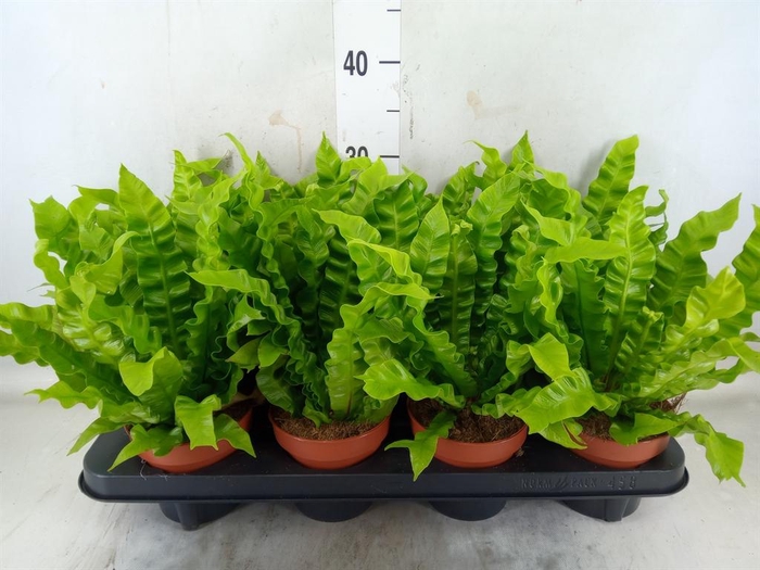 <h4>Asplenium nidus 'Crispy Wave'</h4>