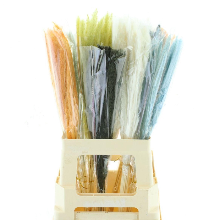 <h4>Dried Pampas Fluffy Mix In Fust</h4>