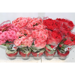 BEGONIA P11
