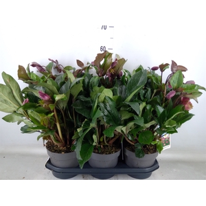Helleborus   ...