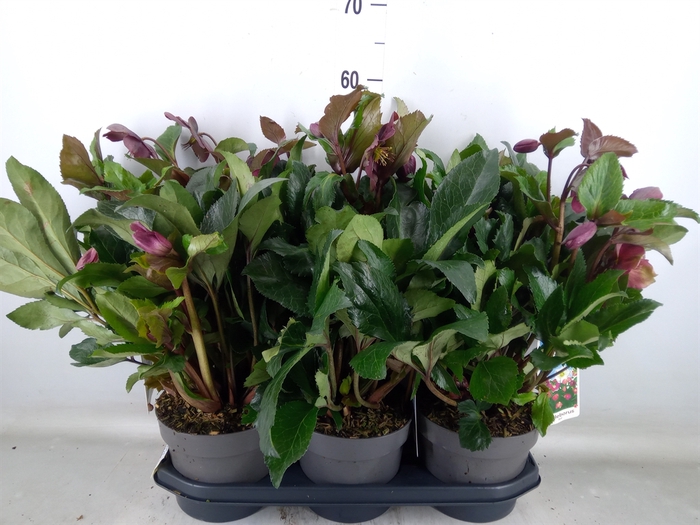 <h4>Helleborus   ...</h4>