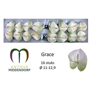 ANTH A GRACE WIT + Groen randje