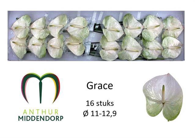 <h4>ANTH A GRACE WIT + Groen randje</h4>