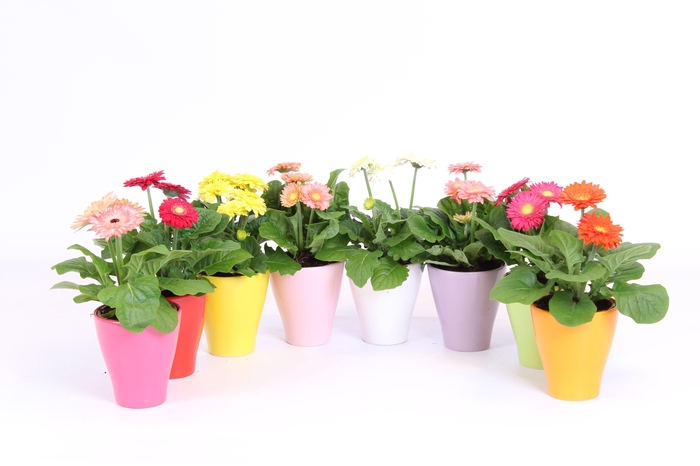 <h4>Gerbera belicht 2+ bl 10cm in keramiek</h4>