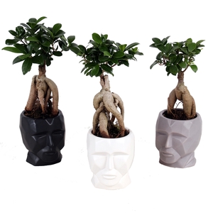 Ficus m. Ginseng pot ø9cm in ø11cm Graphic Face pot