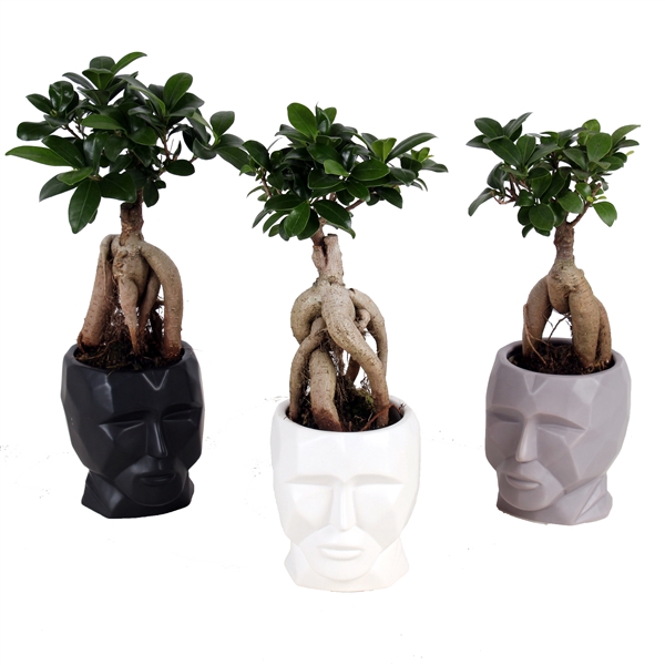 <h4>Ficus m. Ginseng pot ø9cm in ø11cm Graphic Face pot</h4>