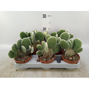 Opuntia microdasys 'Albispina'