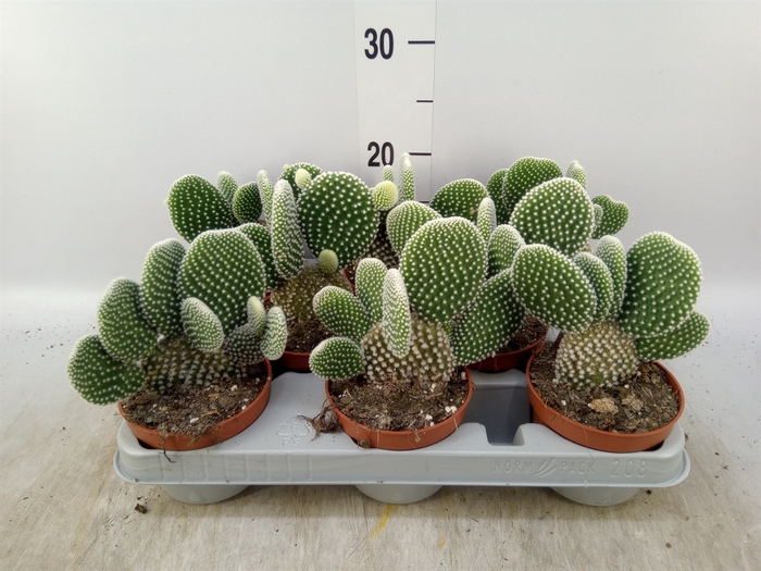 <h4>Opuntia microdasys 'Albispina'</h4>