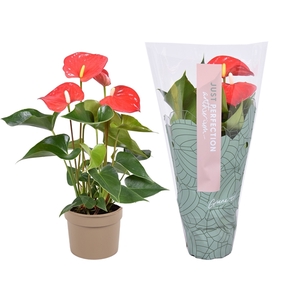 Anthurium Everio 