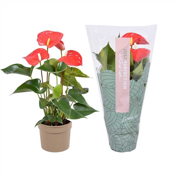 <h4>Anthurium Everio " Just perfection® (XL-Flowers)</h4>