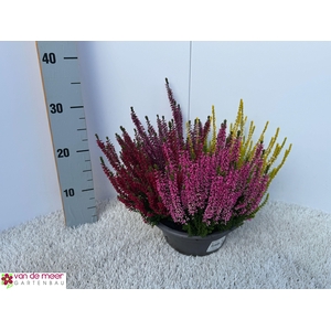 CALLU BL  QUATTRO G