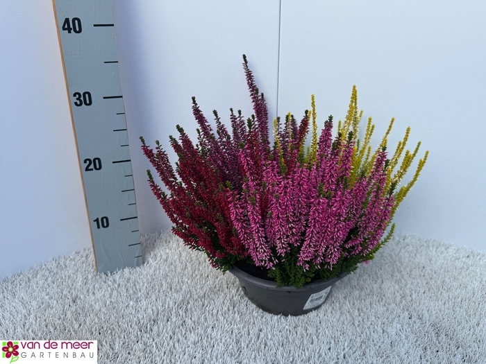 <h4>CALLU BL QUATTRO G</h4>