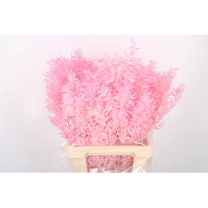 Ruscus. Baby Pink Per Stem