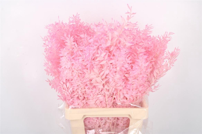 <h4>Ruscus. Baby Pink Per Stem</h4>