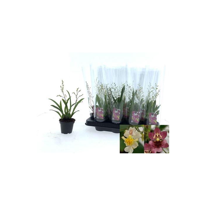 <h4>Oncidium Ov 2 Branches P8</h4>