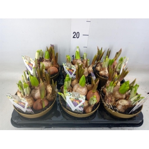 Bolbloemen   ...mix in pot