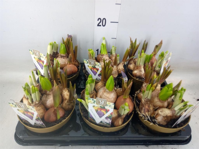 <h4>Bolbloemen   ...mix in pot</h4>