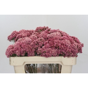 Ozothamnus Booming Pink