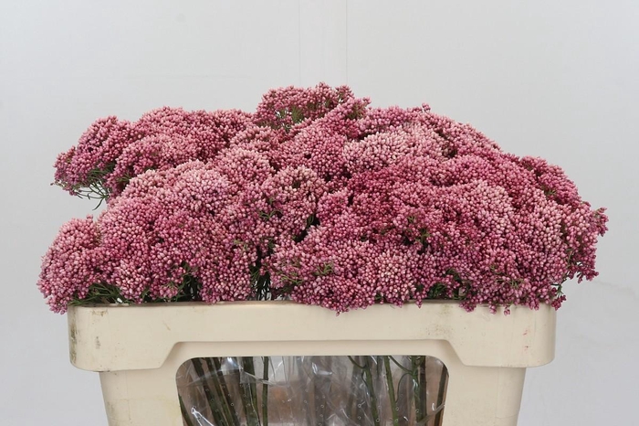 Ozothamnus Booming Pink