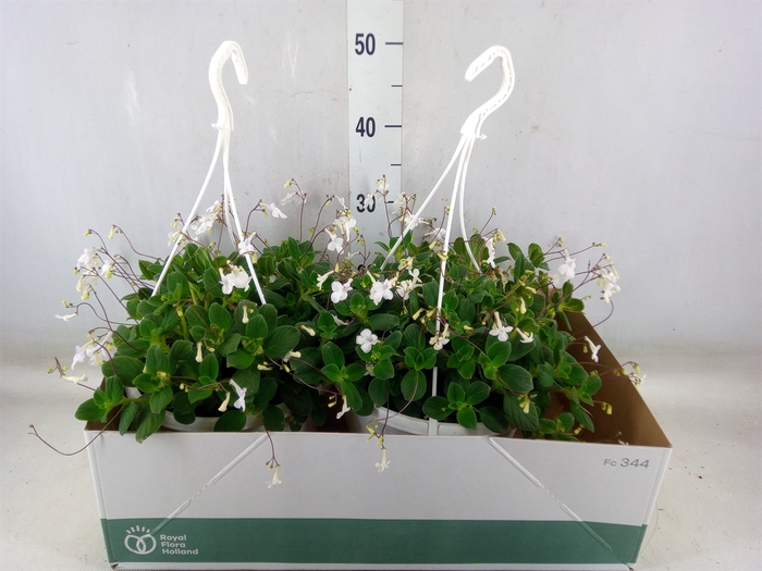 <h4>Streptocarpus saxorum</h4>