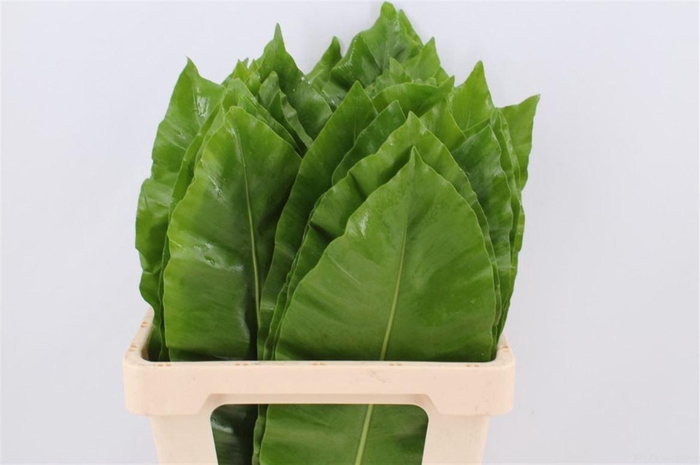 <h4>Asplenium Nidus 62cm</h4>