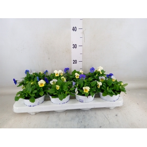 Viola   ...tricolor