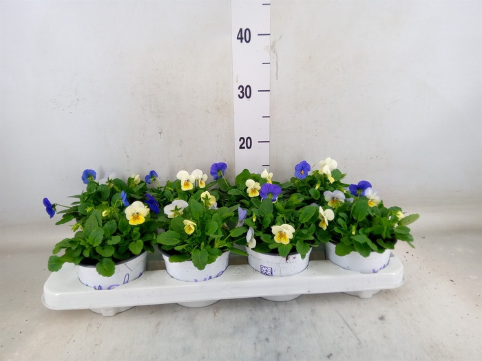 <h4>Viola   ...tricolor</h4>