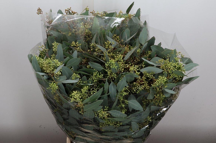 <h4>Euca Populus Bes Lang 400 Gr</h4>