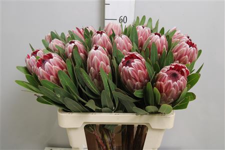 <h4>Protea Pink Ice</h4>