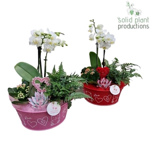 Arrangementen Phalaenopsis mt H%