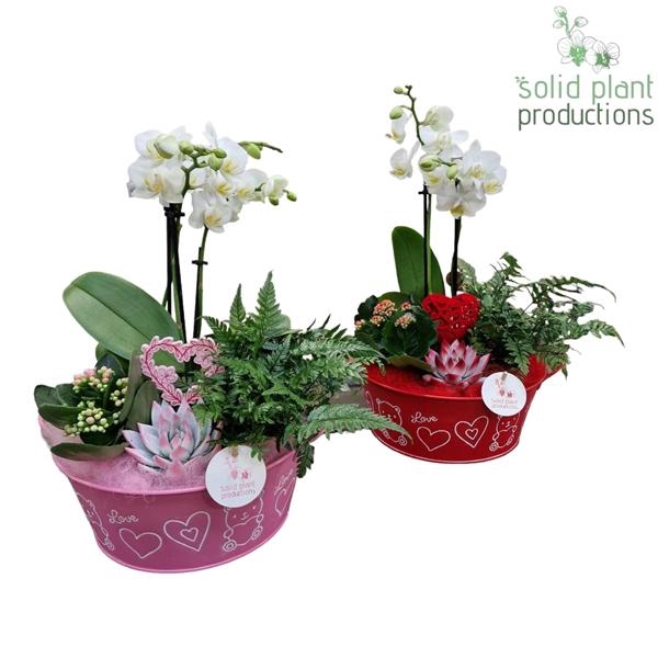 <h4>Arrangementen Phalaenopsis mt H%</h4>