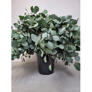 EUC POPULUS PER STEEL -ES-