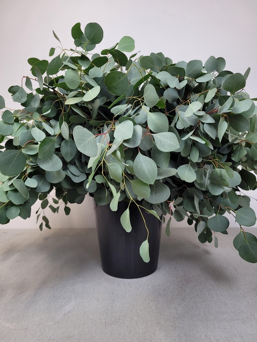 <h4>EUC POPULUS PER STEEL -ES-</h4>