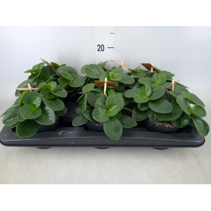 Peperomia obt. 'Red Canyon'