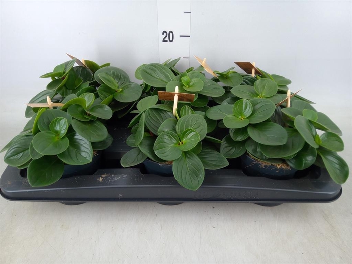 <h4>Peperomia obt. 'Red Canyon'</h4>