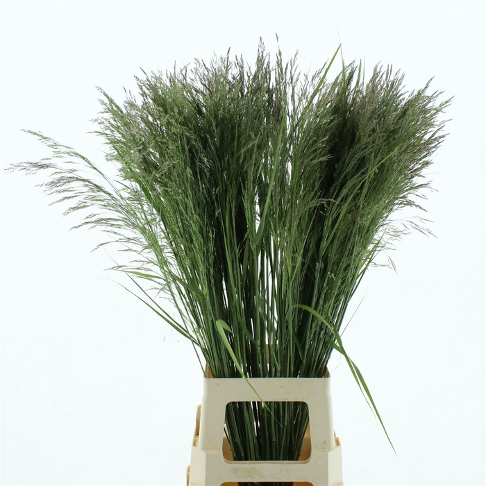 Deschampsia Zilver