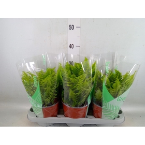 Nephrolepis exal. 'Green Moment'