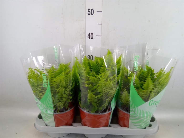 <h4>Nephrolepis exal. 'Green Moment'</h4>