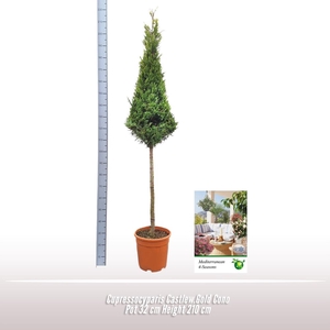 xCupressocyparis ley.   ...