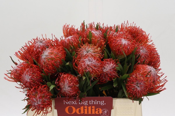 <h4>Nutans Tango</h4>