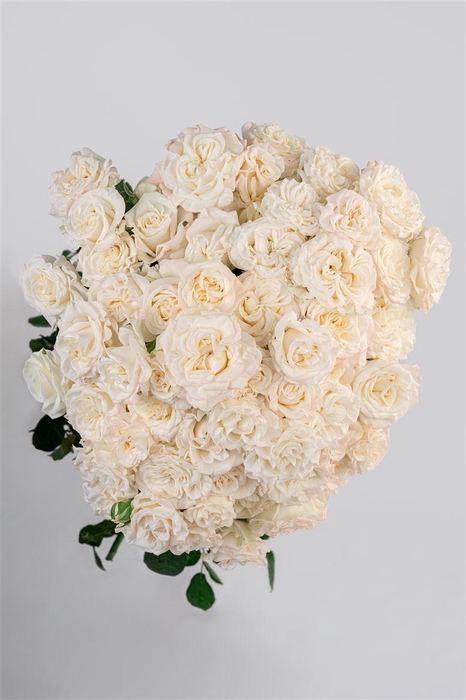 <h4>R GR Tr Fluffy Flow</h4>