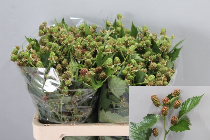 <h4>RUBUS FR CHESTER</h4>