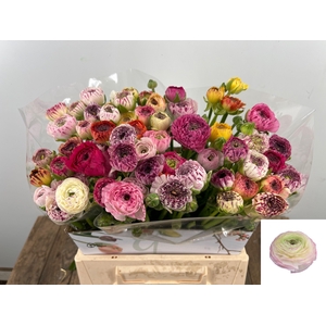 RAN ANDREA CAPPUCCIN