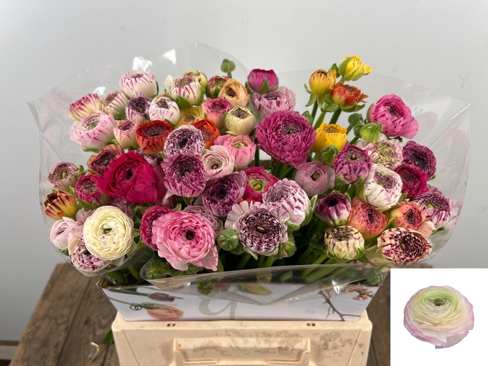 <h4>RAN ANDREA CAPPUCCIN</h4>