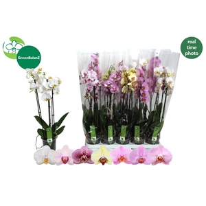 PHAL GEM 7 KL